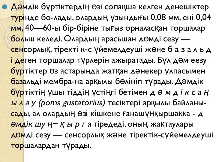 Дәмдік бүртіктердің өзі сопақша келген денешіктер турінде бо-лады, олардың үзындығы 0,08 мм,