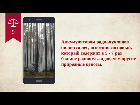 Аккумулятором радионуклидов является лес, особенно сосновый, который содержит в 5 - 7