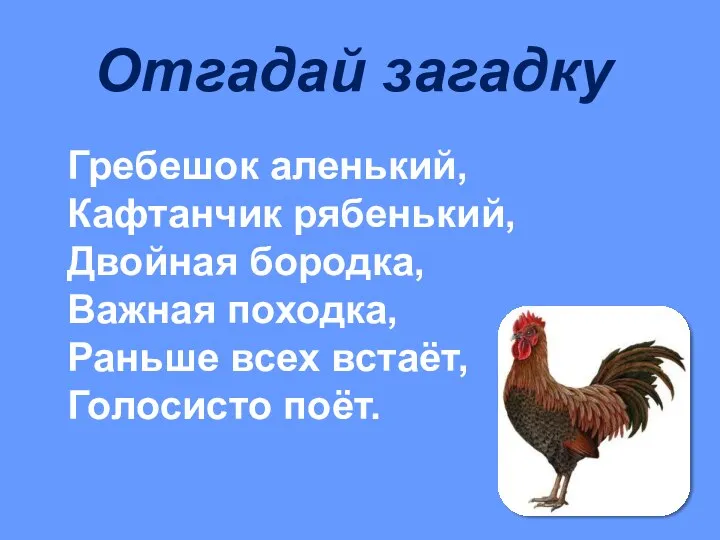 Гребешок аленький, Кафтанчик рябенький, Двойная бородка, Важная походка, Раньше всех встаёт, Голосисто поёт. Отгадай загадку