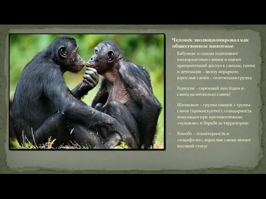 Бабуины: α-самцы подчиняют низкоранговых самцов и имеют приоритетный доступ к самкам; самки