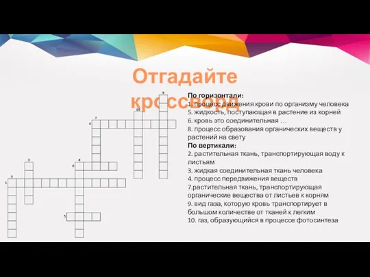 Отгадайте кроссворд По горизонтали: 1. процесс движения крови по организму человека 5.