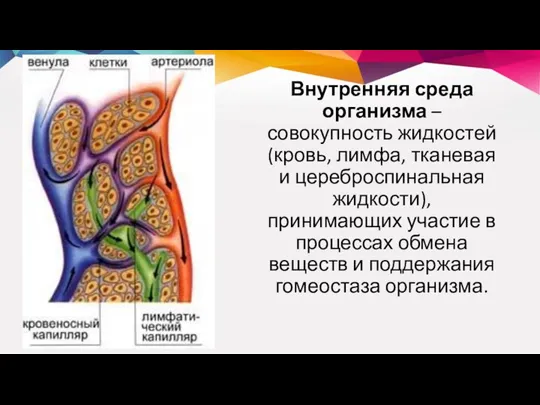 Внутренняя среда организма – совокупность жидкостей (кровь, лимфа, тканевая и цереброспинальная жидкости),