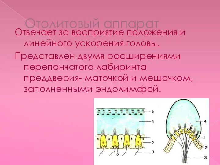 Отолитовый аппарат Отвечает за восприятие положения и линейного ускорения головы. Представлен двумя