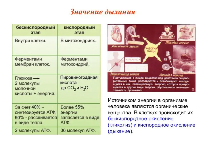 Источником энергии в организме человека являются органические вещества. В клетках происходит их