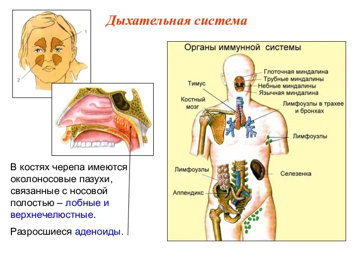 В костях черепа имеются околоносовые пазухи, связанные с носовой полостью – лобные