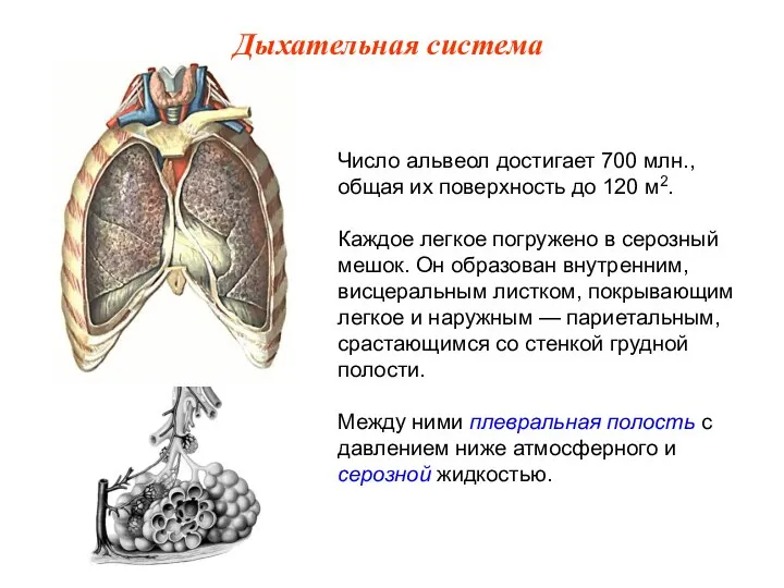 Число альвеол достигает 700 млн., общая их поверхность до 120 м2. Каждое