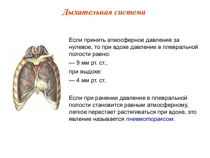 Если принять атмосферное давление за нулевое, то при вдохе давление в плевральной