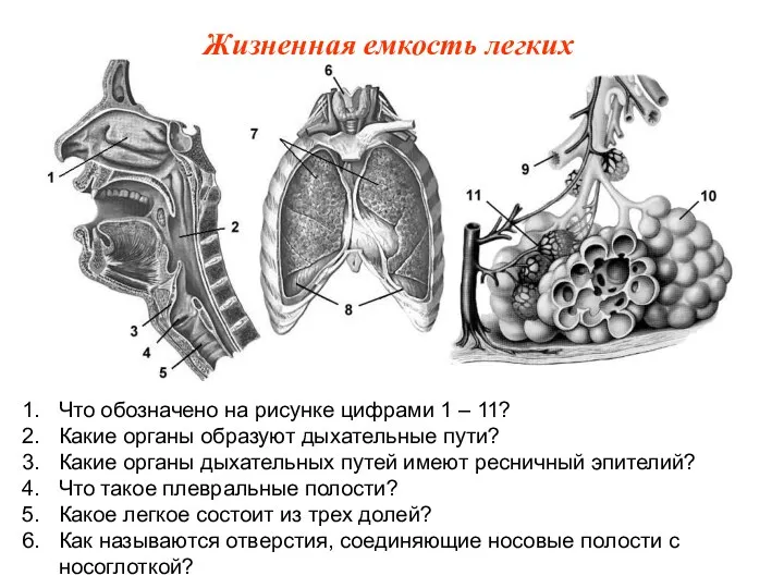 Что обозначено на рисунке цифрами 1 – 11? Какие органы образуют дыхательные
