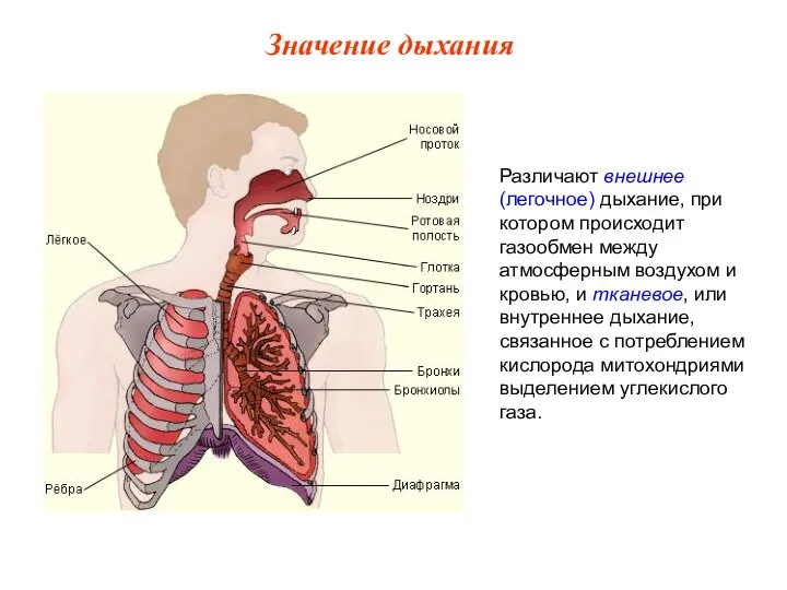 Различают внешнее (легочное) дыхание, при котором происходит газообмен между атмосферным воздухом и