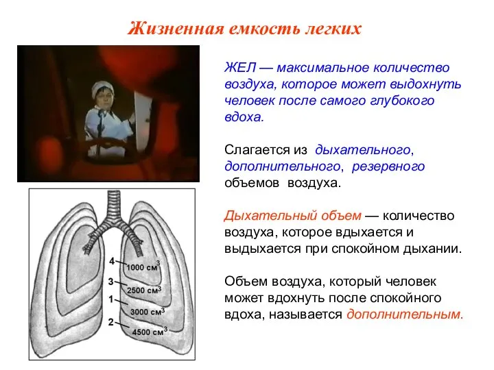 ЖЕЛ — максимальное количество воздуха, которое может выдохнуть человек после самого глубокого