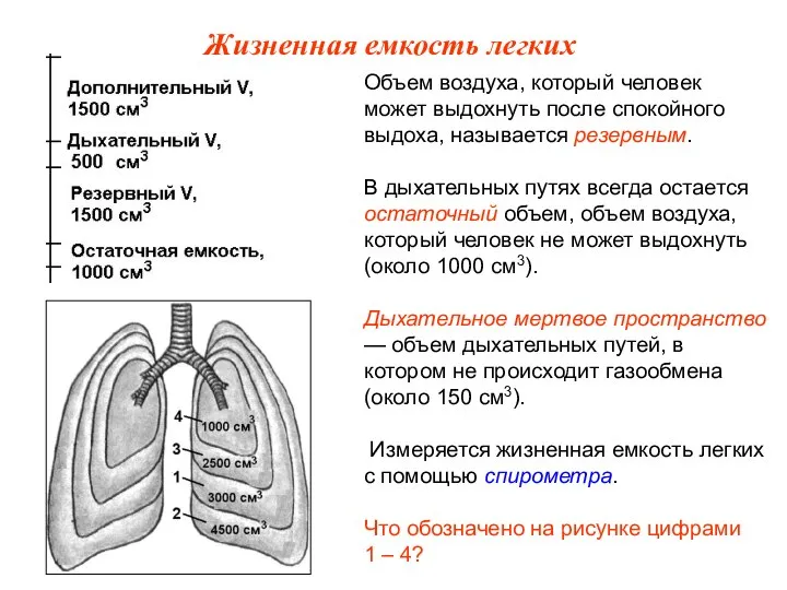 Объем воздуха, который человек может выдохнуть после спокойного выдоха, называется резервным. В