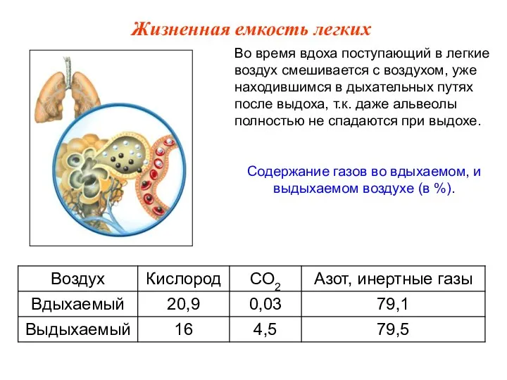 Во время вдоха поступающий в легкие воздух смешивается с воздухом, уже находившимся