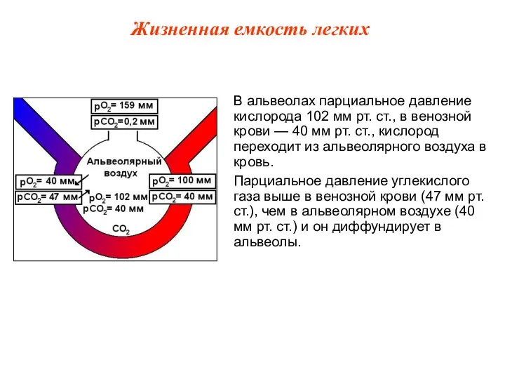 В альвеолах парциальное давление кислорода 102 мм рт. ст., в венозной крови