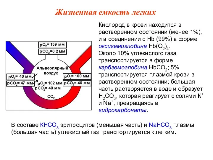 Кислород в крови находится в растворенном состоянии (менее 1%), и в соединении