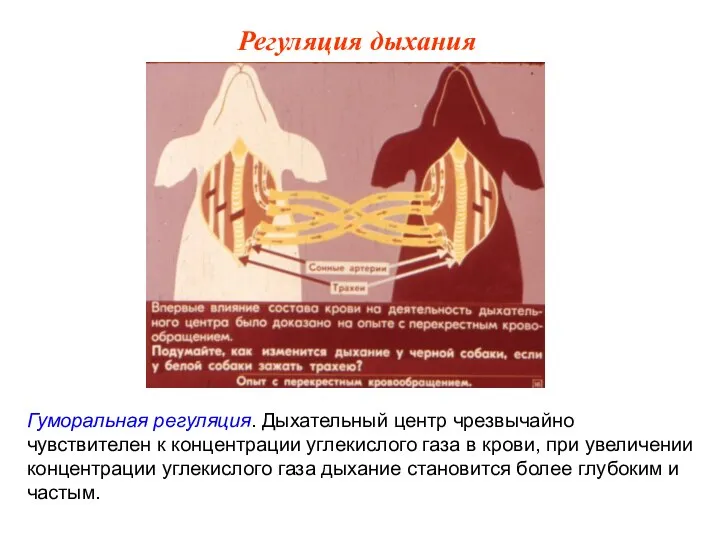 Гуморальная регуляция. Дыхательный центр чрезвычайно чувствителен к концентрации углекислого газа в крови,