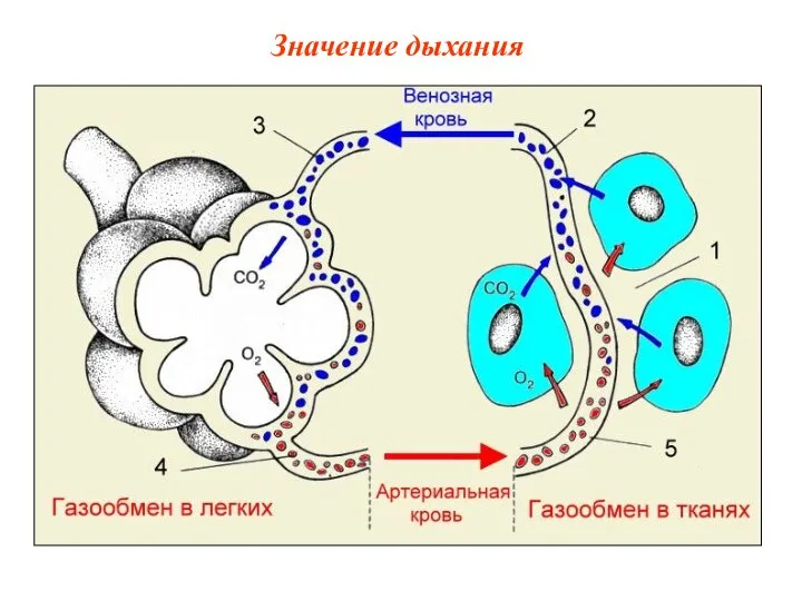 Значение дыхания