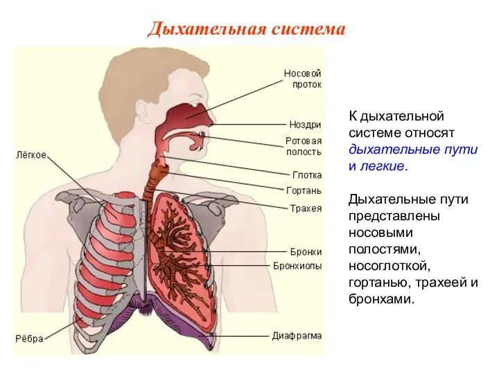К дыхательной системе относят дыхательные пути и легкие. Дыхательные пути представлены носовыми