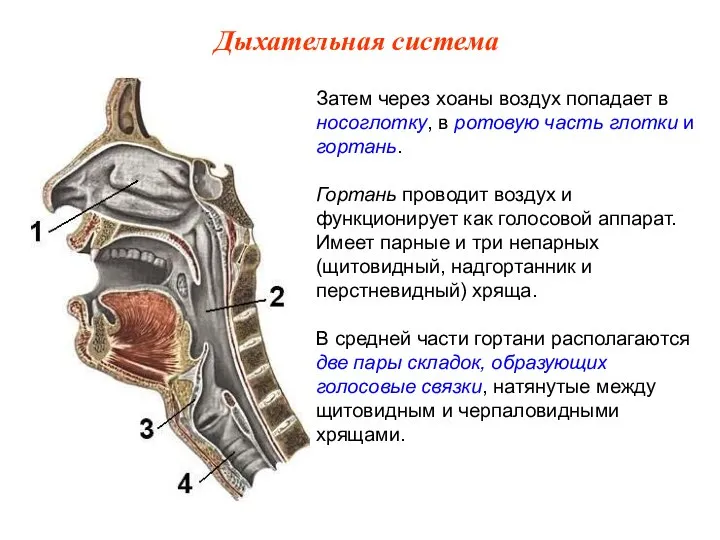 Затем через хоаны воздух попадает в носоглотку, в ротовую часть глотки и