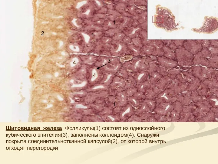Щитовидная железа. Фолликулы(1) состоят из однослойного кубического эпителия(3), заполнены коллоидом(4). Снаружи покрыта