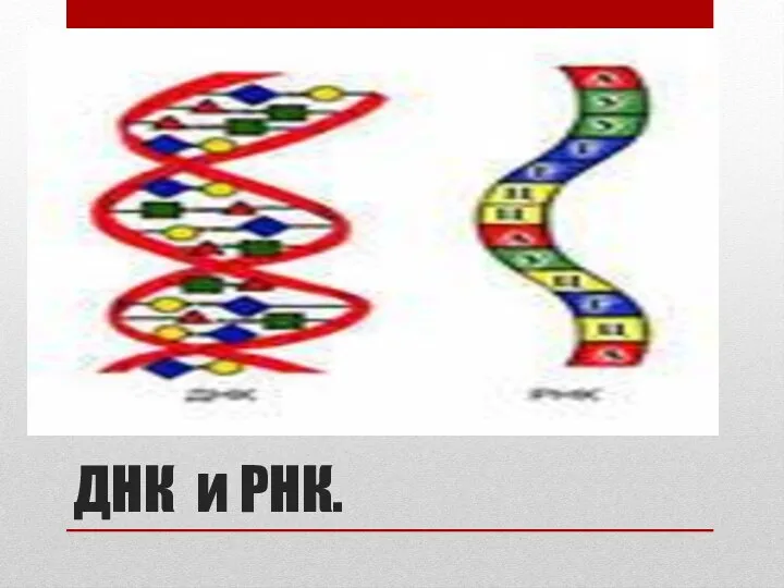 ДНК и РНК.