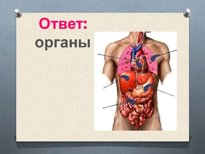 Ответ: органы