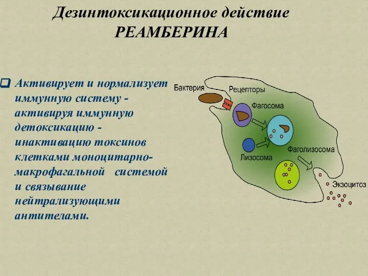 Дезинтоксикационное действие РЕАМБЕРИНА Активирует и нормализует иммунную систему - активируя иммунную детоксикацию