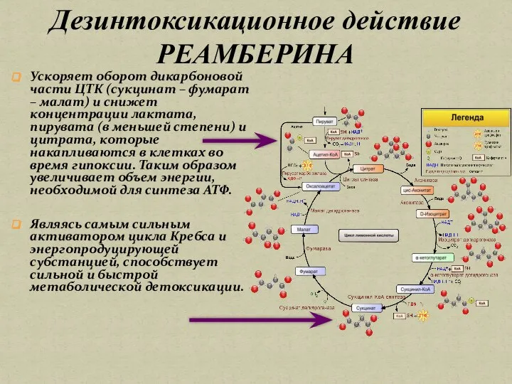 Дезинтоксикационное действие РЕАМБЕРИНА Ускоряет оборот дикарбоновой части ЦТК (сукцинат – фумарат –