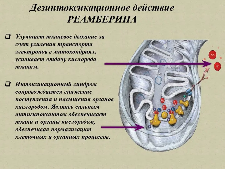 Улучшает тканевое дыхание за счет усиления транспорта электронов в митохондриях, усиливает отдачу