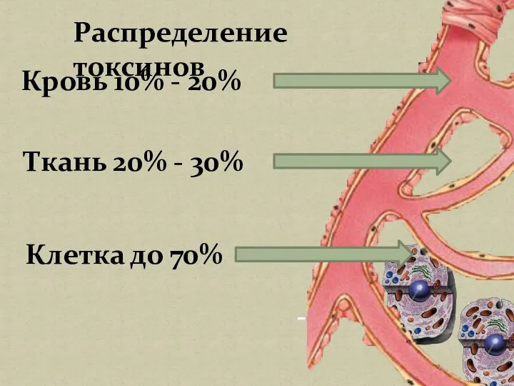 Кровь 10% - 20% Ткань 20% - 30% Клетка до 70% Распределение токсинов