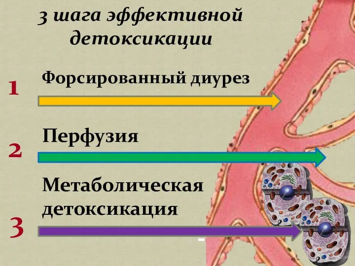 Форсированный диурез Перфузия Метаболическая детоксикация 1 2 3 3 шага эффективной детоксикации