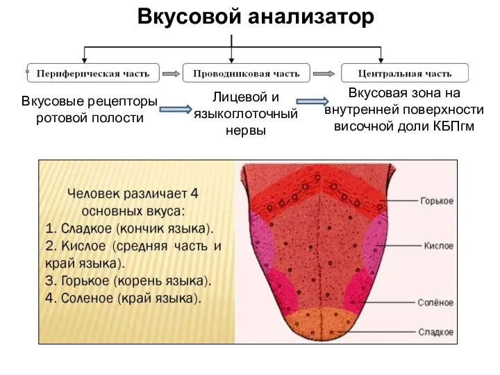 Вкусовой анализатор Вкусовые рецепторы ротовой полости Лицевой и языкоглоточный нервы Вкусовая зона