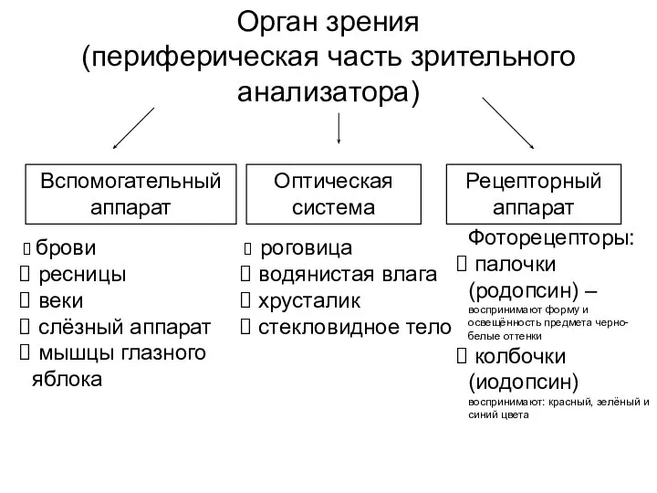 Орган зрения (периферическая часть зрительного анализатора) Вспомогательный аппарат брови ресницы веки слёзный