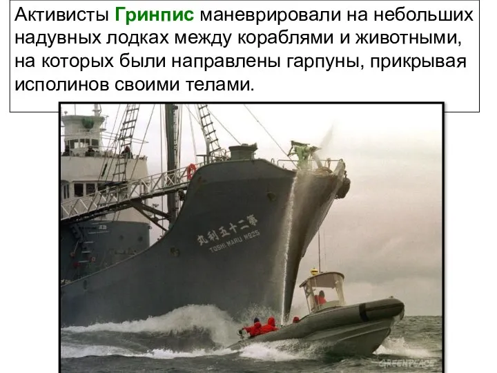 Активисты Гринпис маневрировали на небольших надувных лодках между кораблями и животными, на