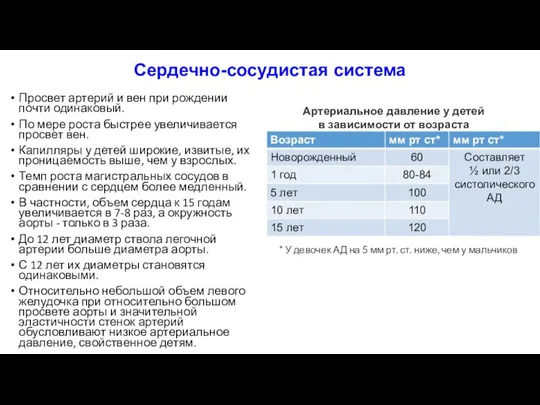 Сердечно-сосудистая система Просвет артерий и вен при рождении почти одинаковый. По мере