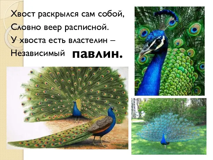 Хвост раскрылся сам собой, Словно веер расписной. У хвоста есть властелин – Независимый павлин.