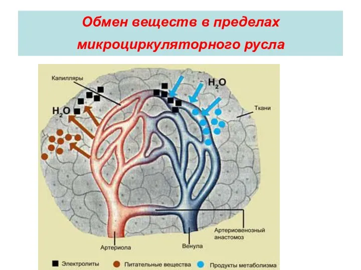 Обмен веществ в пределах микроциркуляторного русла