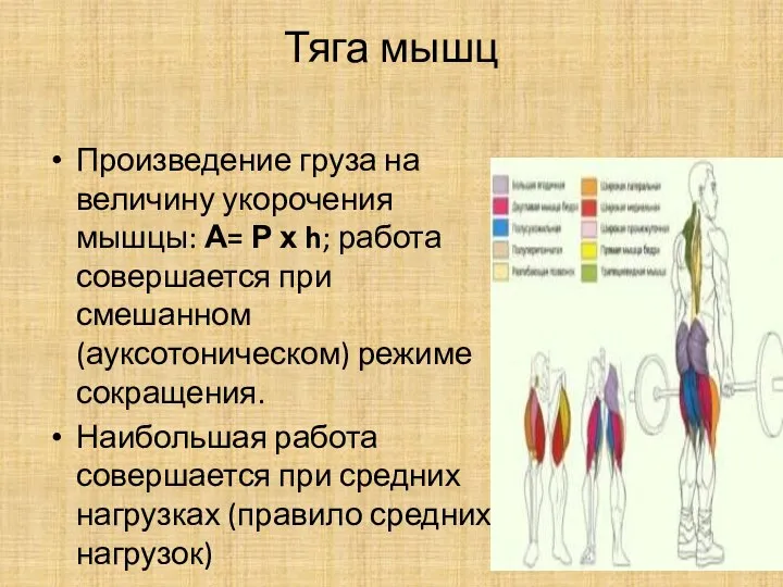 Тяга мышц Произведение груза на величину укорочения мышцы: А= Р х h;