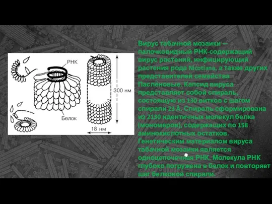 . Вирус табачной мозаики — палочковидный РНК-содержащий вирус растений, инфицирующий растения рода