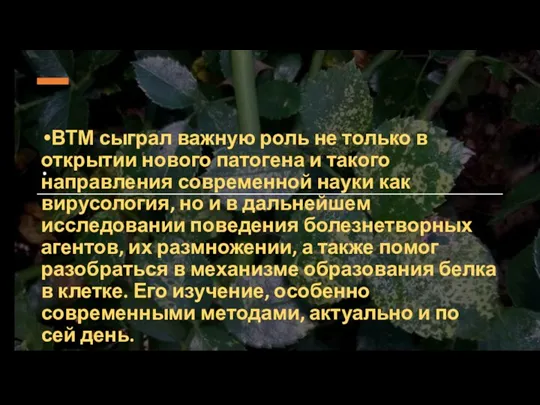 . ВТМ сыграл важную роль не только в открытии нового патогена и