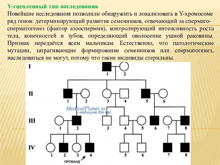 Y-сцепленный тип наследования Новейшие исследования позволили обнаружить и локализовать в Y-хромосоме ряд