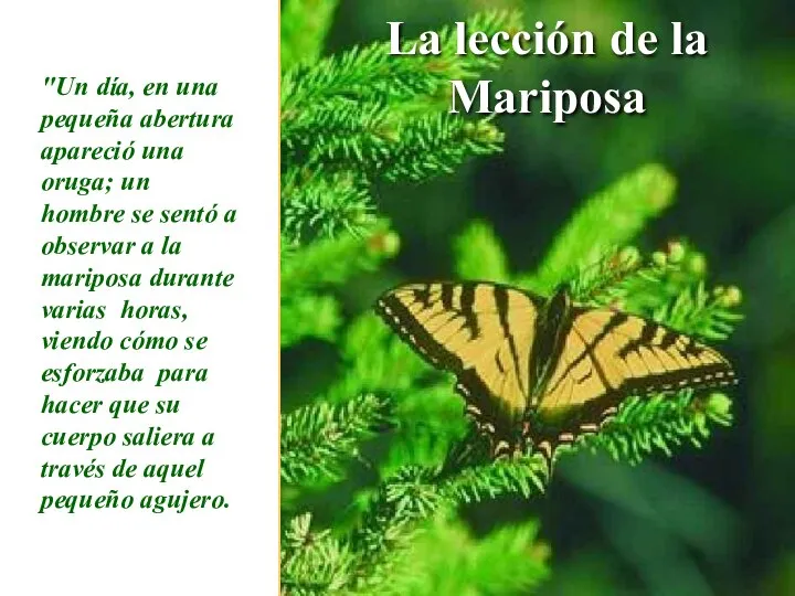 La lección de la Mariposa "Un día, en una pequeña abertura apareció