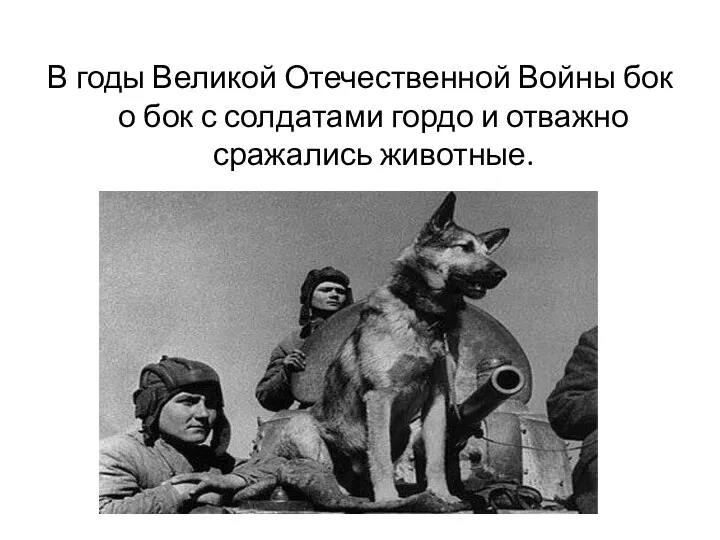 В годы Великой Отечественной Войны бок о бок с солдатами гордо и отважно сражались животные.