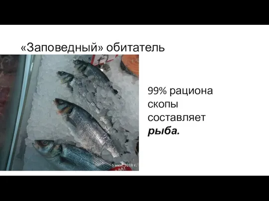 «Заповедный» обитатель 99% рациона скопы составляет рыба.