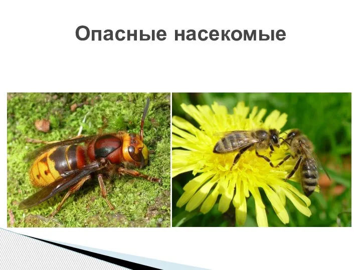 Опасные насекомые