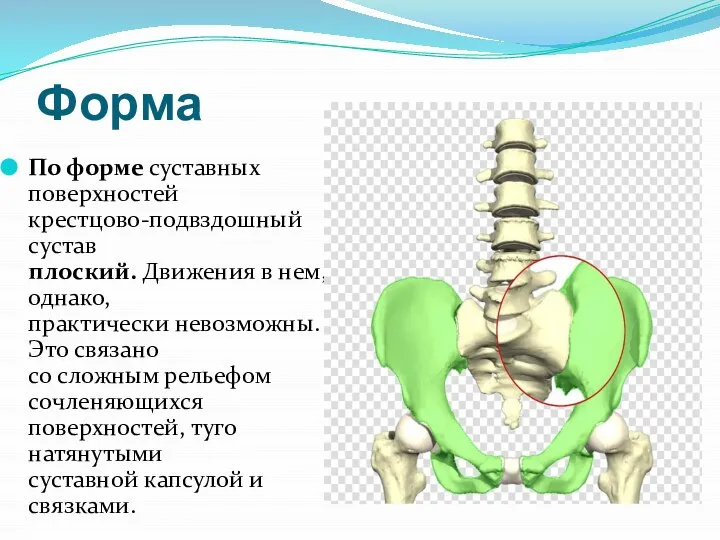 Форма По форме суставных поверхностей крестцово-подвздошный сустав плоский. Движения в нем, однако,