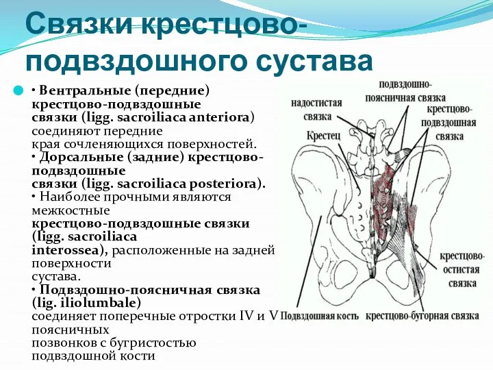 Связки крестцово-подвздошного сустава • Вентральные (передние) крестцово-подвздошные связки (ligg. sacroiliаca anteriora) соединяют