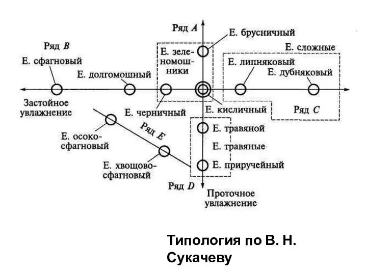 Типология по В. Н. Сукачеву