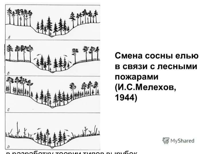 И.С. Мелехов считал важнейшей качественной особенностью типа леса его динамичность. В его