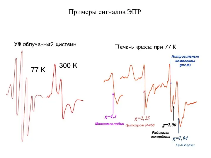 77 K 300 K УФ облученный цистеин Примеры сигналов ЭПР g=4,3 g=2,25