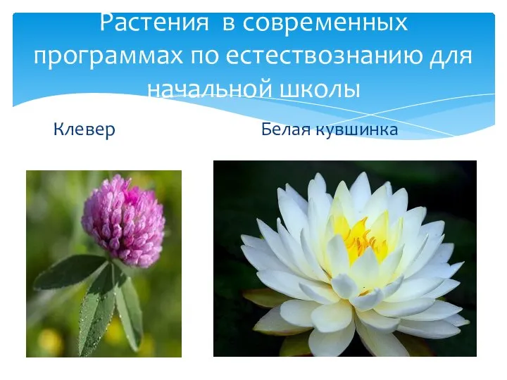 Клевер Белая кувшинка Растения в современных программах по естествознанию для начальной школы